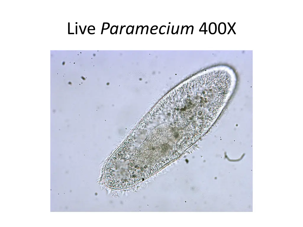 live paramecium 400x