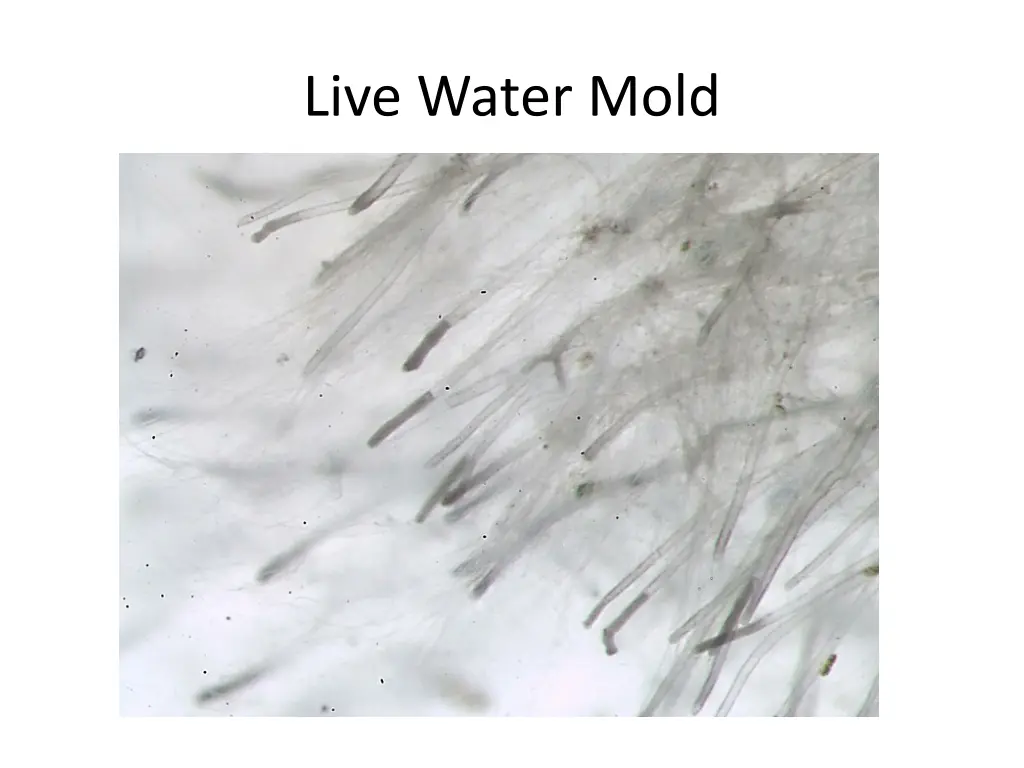 live water mold