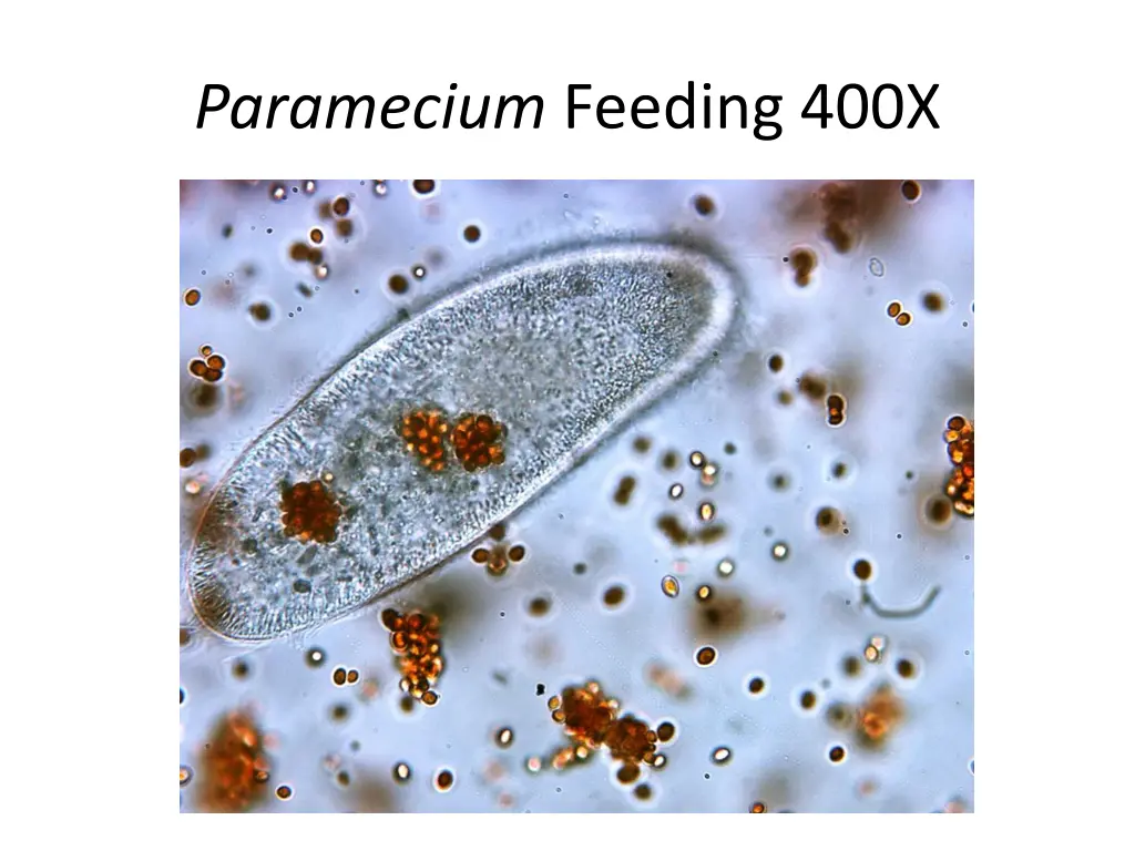 paramecium feeding 400x