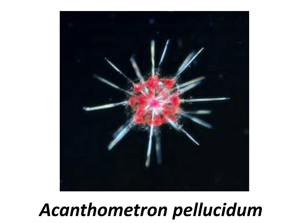 acanthometron pellucidum