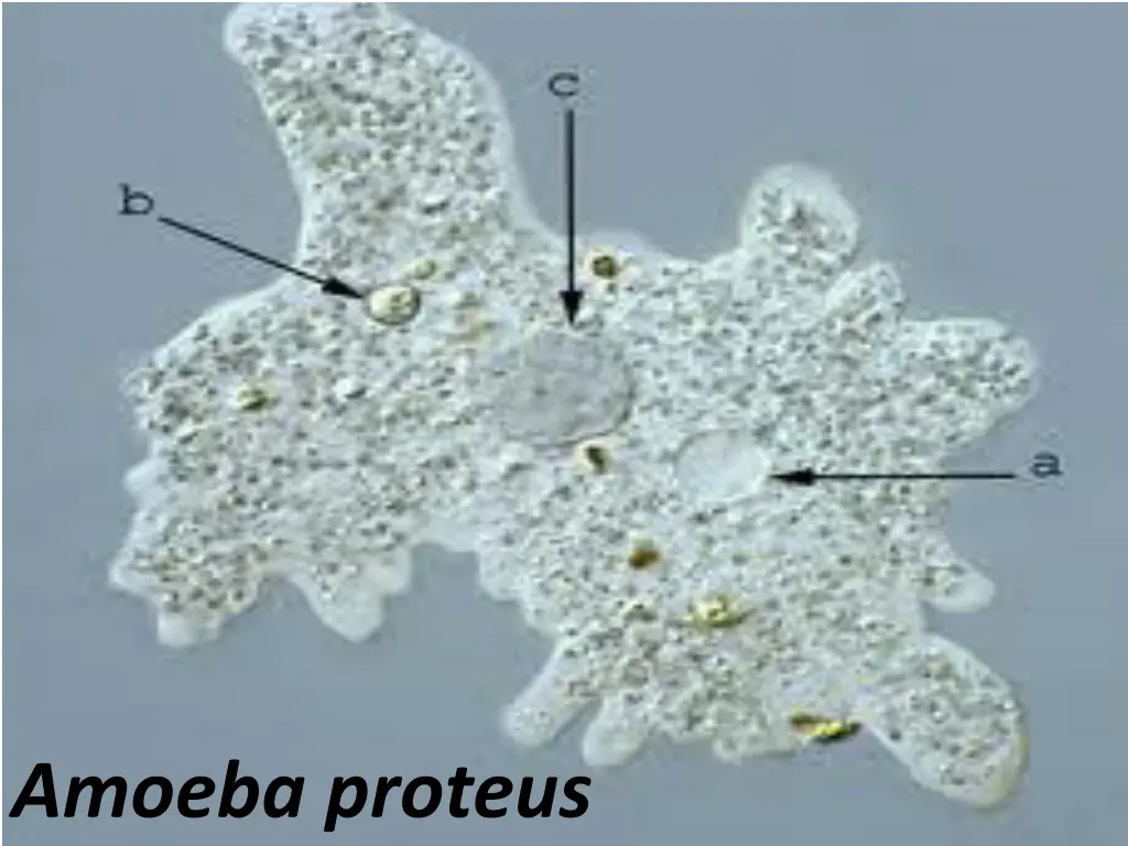 amoeba proteus