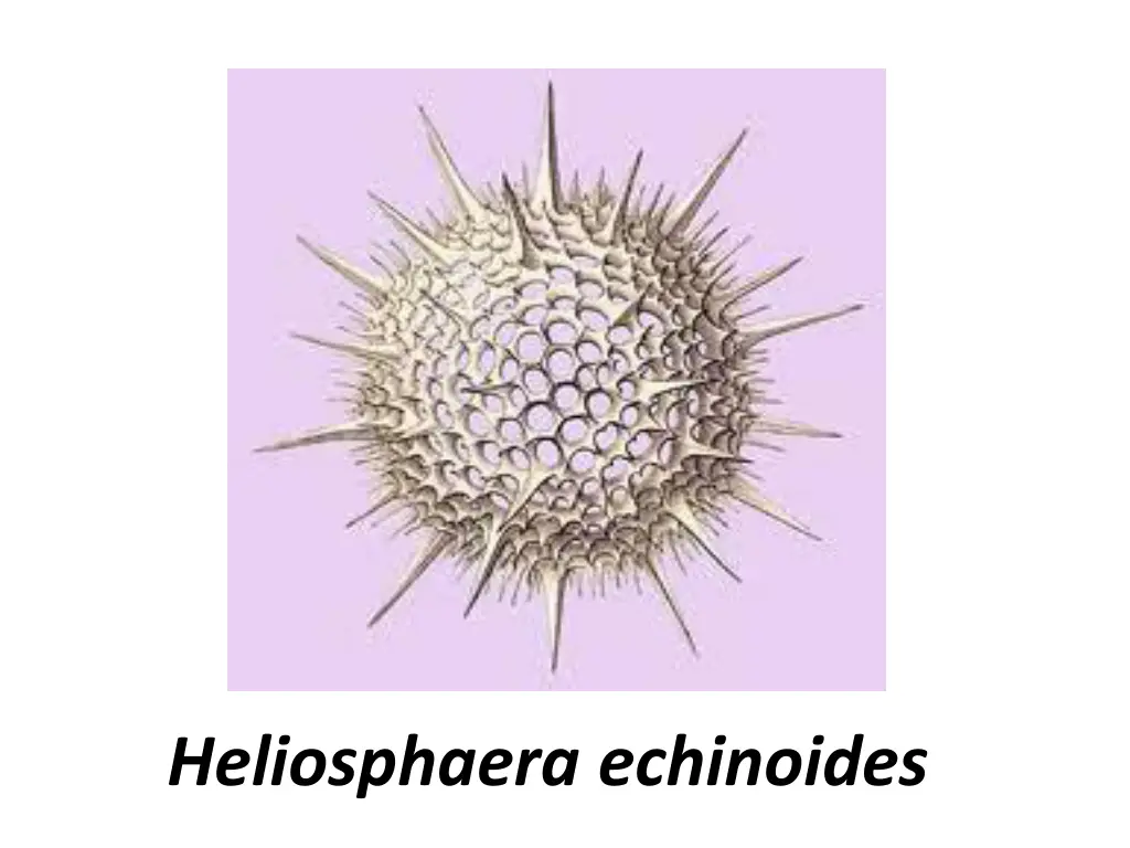 heliosphaera echinoides