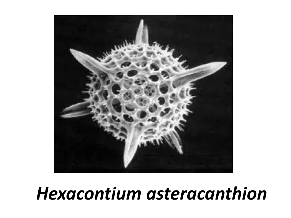 hexacontium asteracanthion