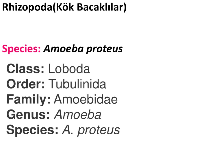 rhizopoda k k bacakl lar