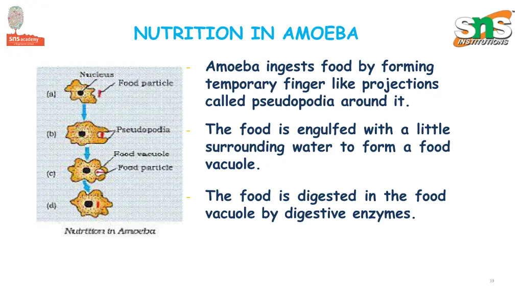 nutrition in amoeba 1