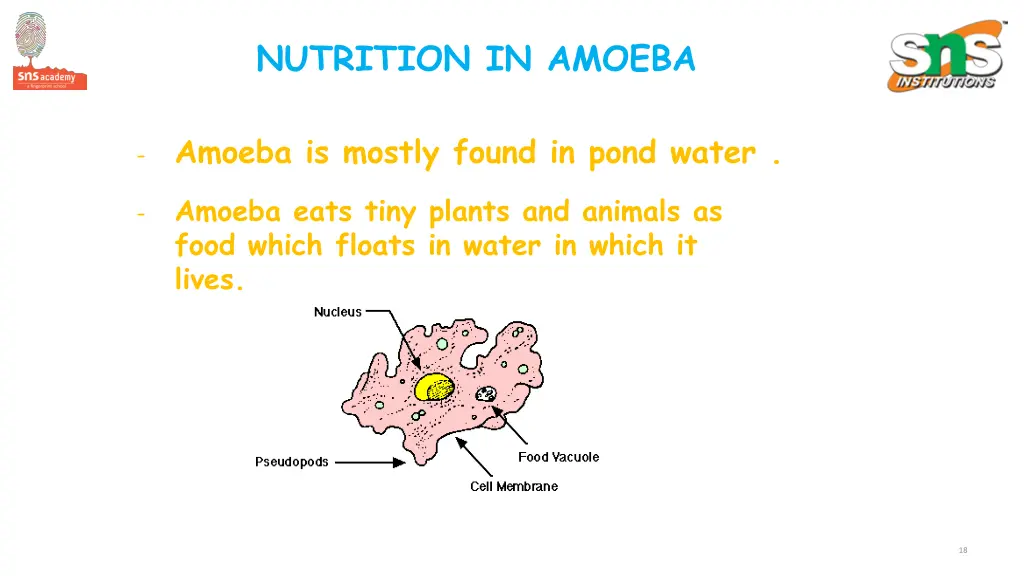 nutrition in amoeba