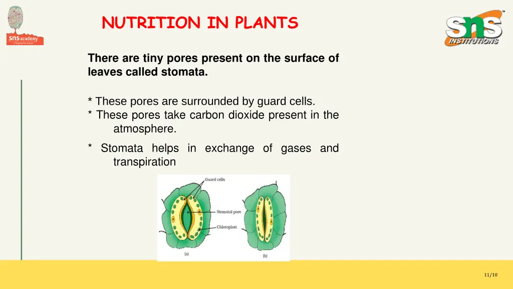 nutrition in plants 2