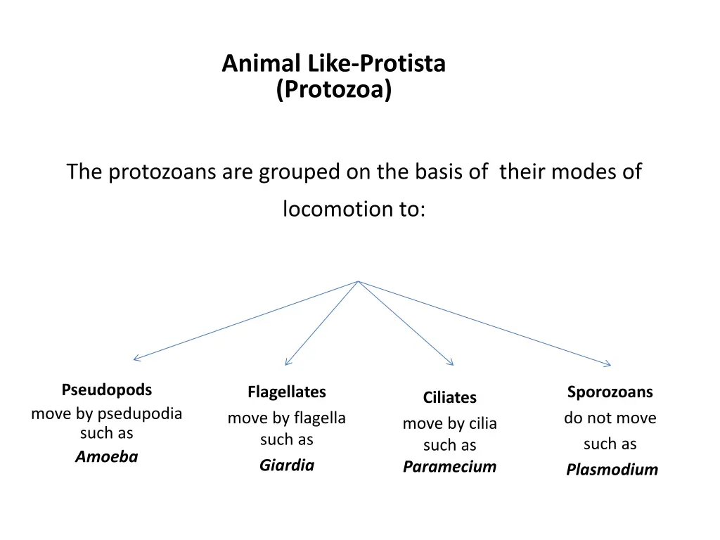 animal like protista protozoa 1