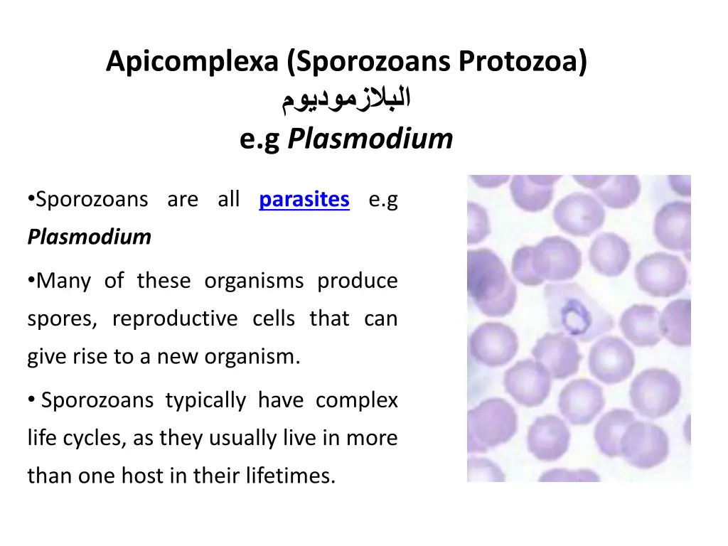 apicomplexa sporozoans protozoa e g plasmodium