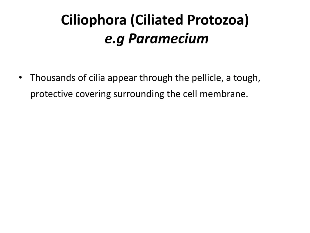 ciliophora ciliated protozoa e g paramecium 1