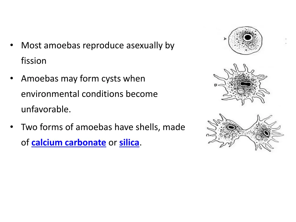 most amoebas reproduce asexually by