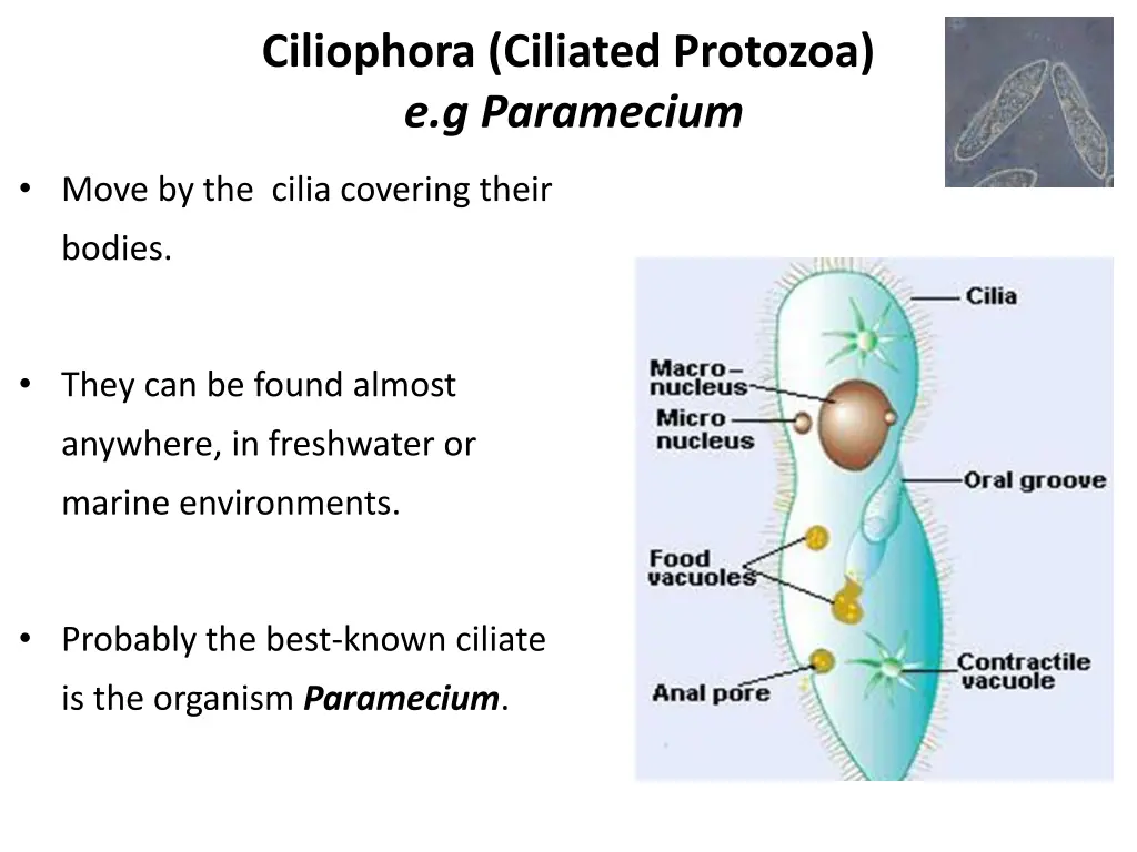 paramecium credit john j lee