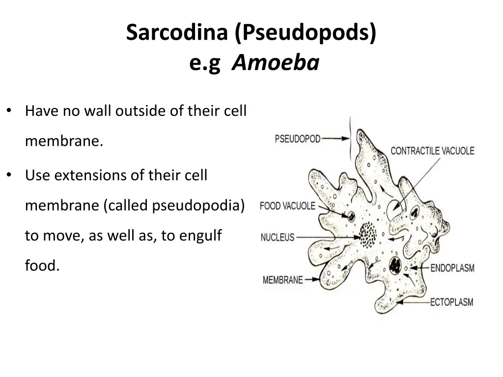 sarcodina pseudopods e g amoeba