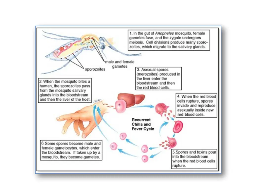 slide15