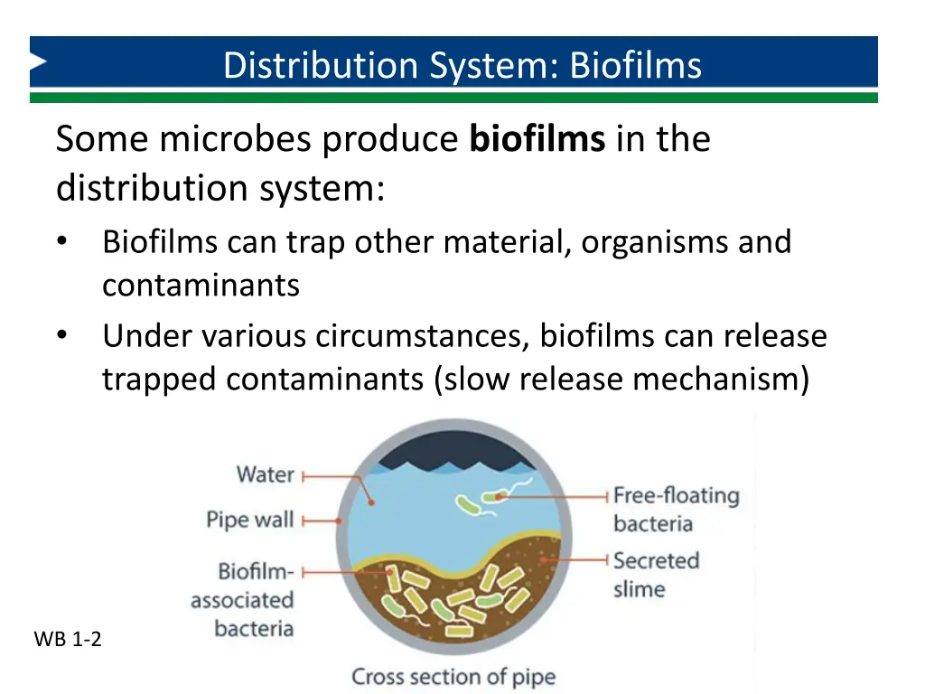 distribution system biofilms