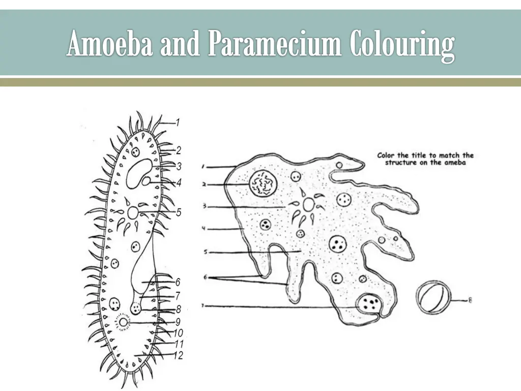 amoeba and paramecium colouring