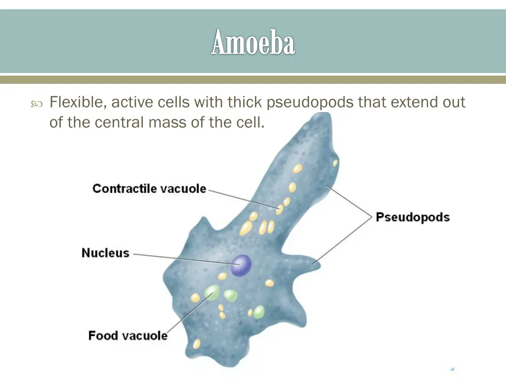 amoeba