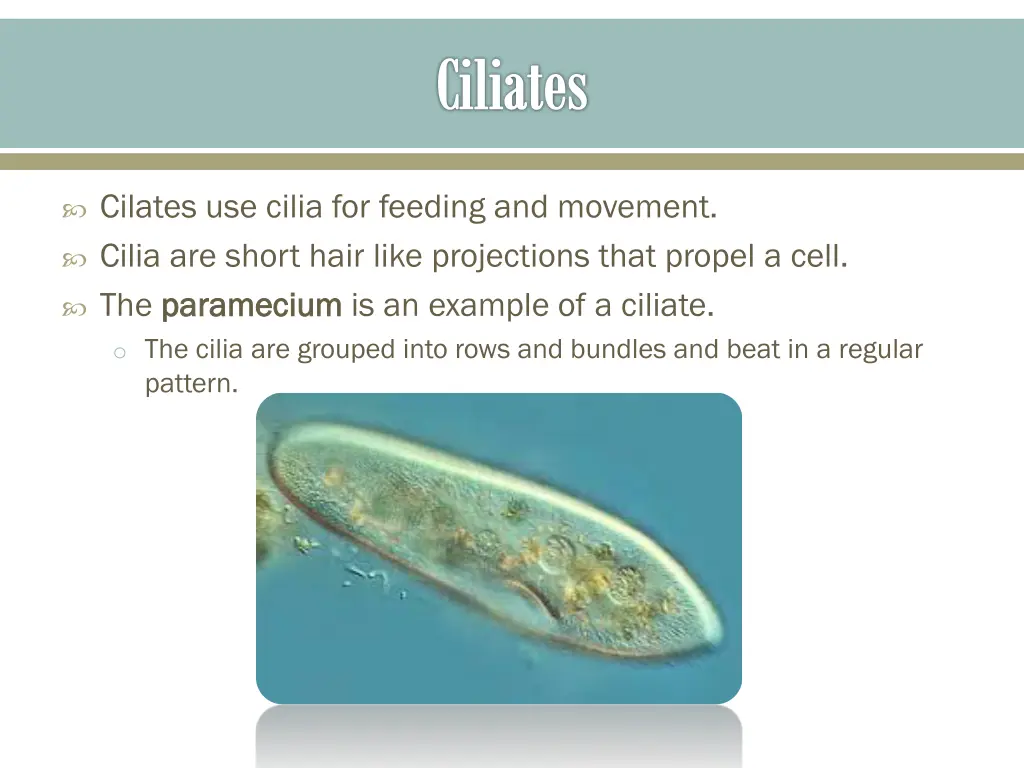 ciliates