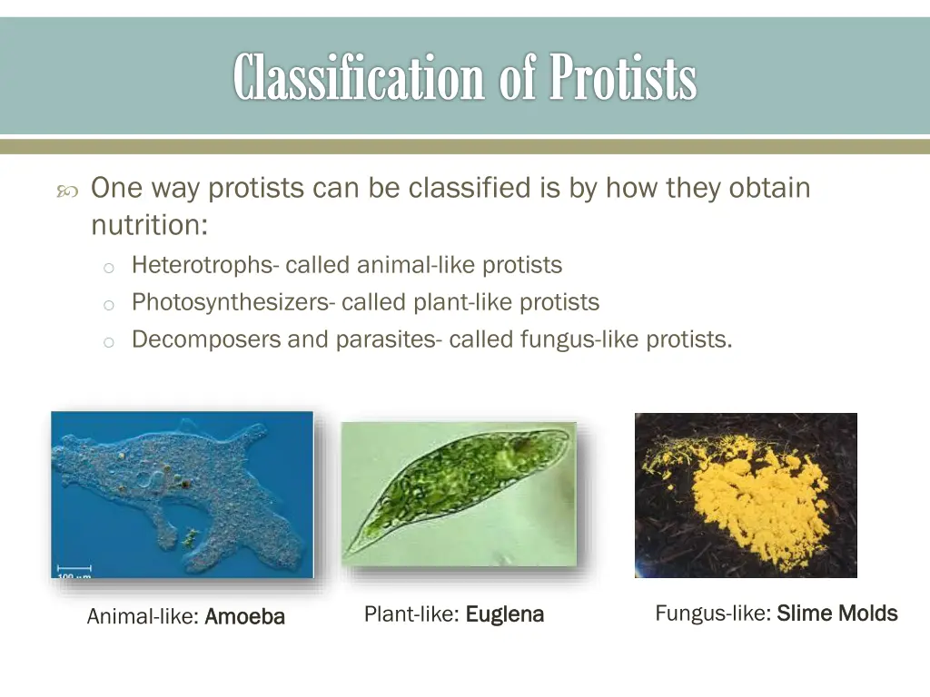 classification of protists