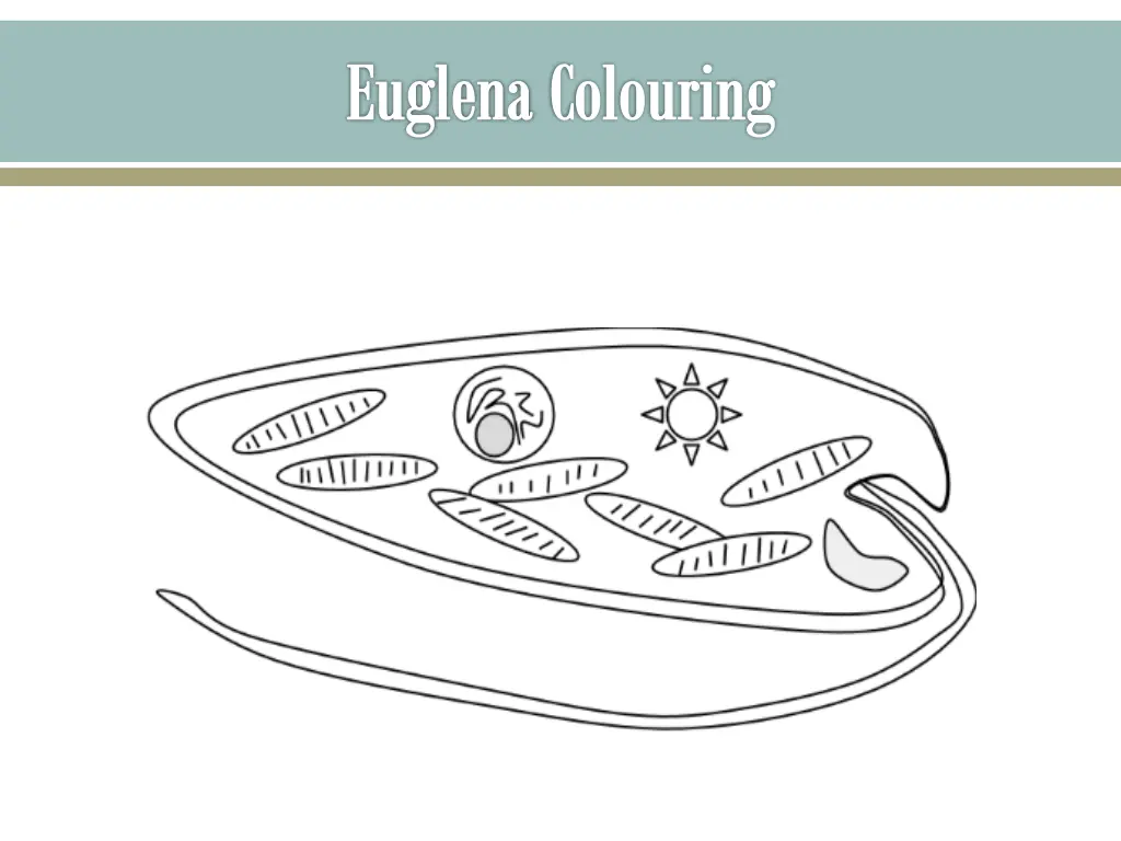 euglena colouring