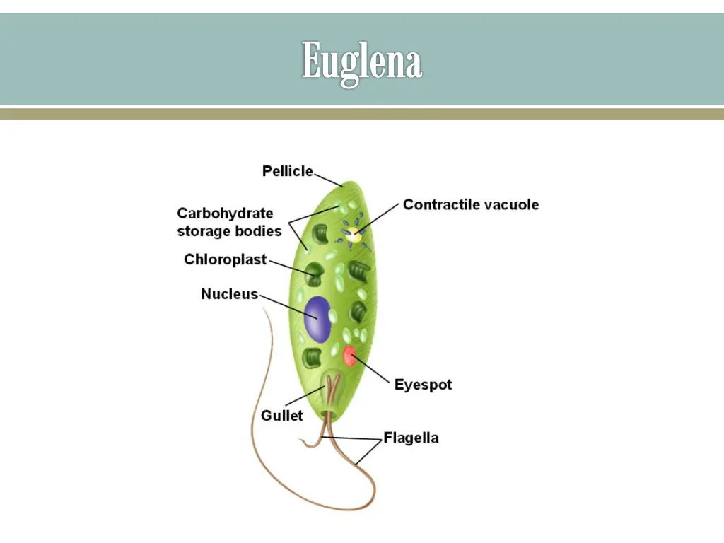 euglena