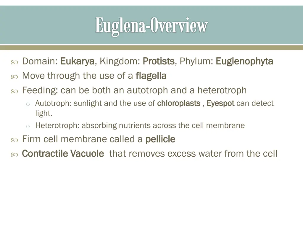 euglena overview