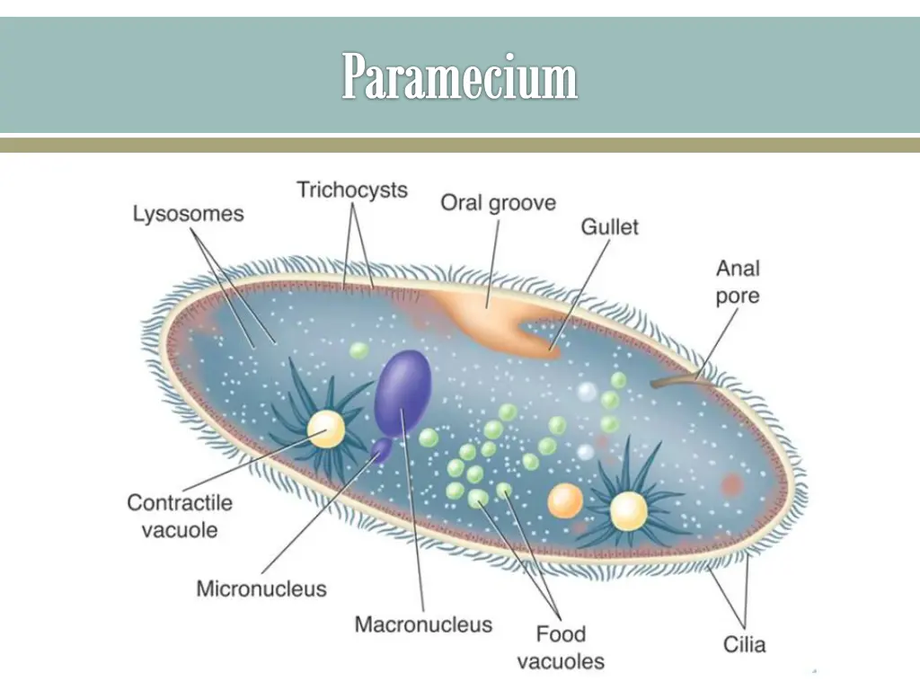 paramecium