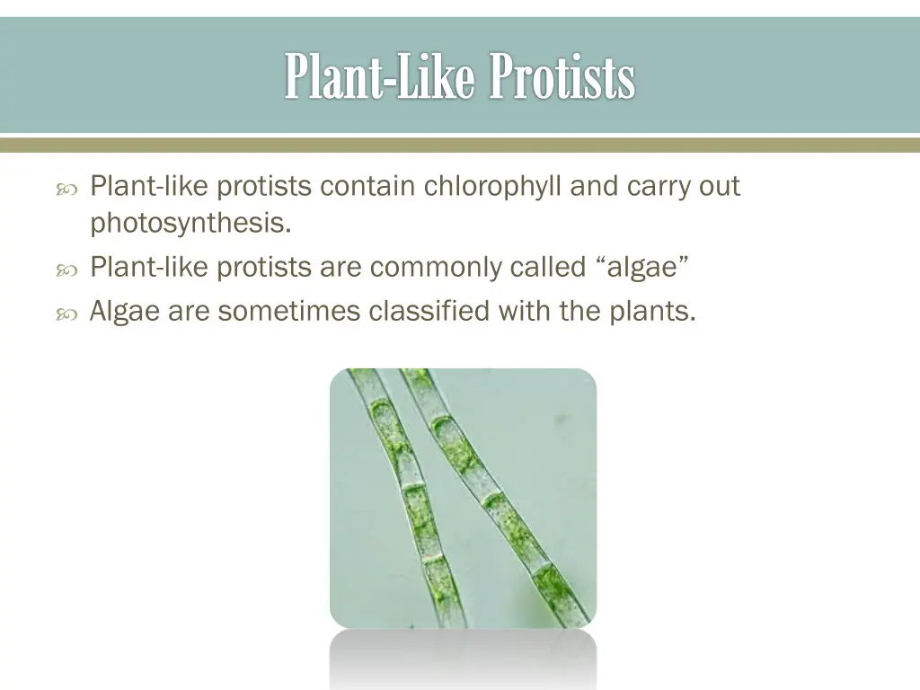 plant like protists