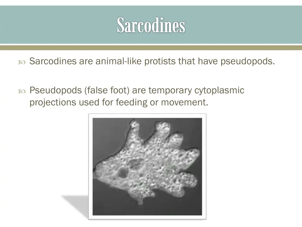 sarcodines