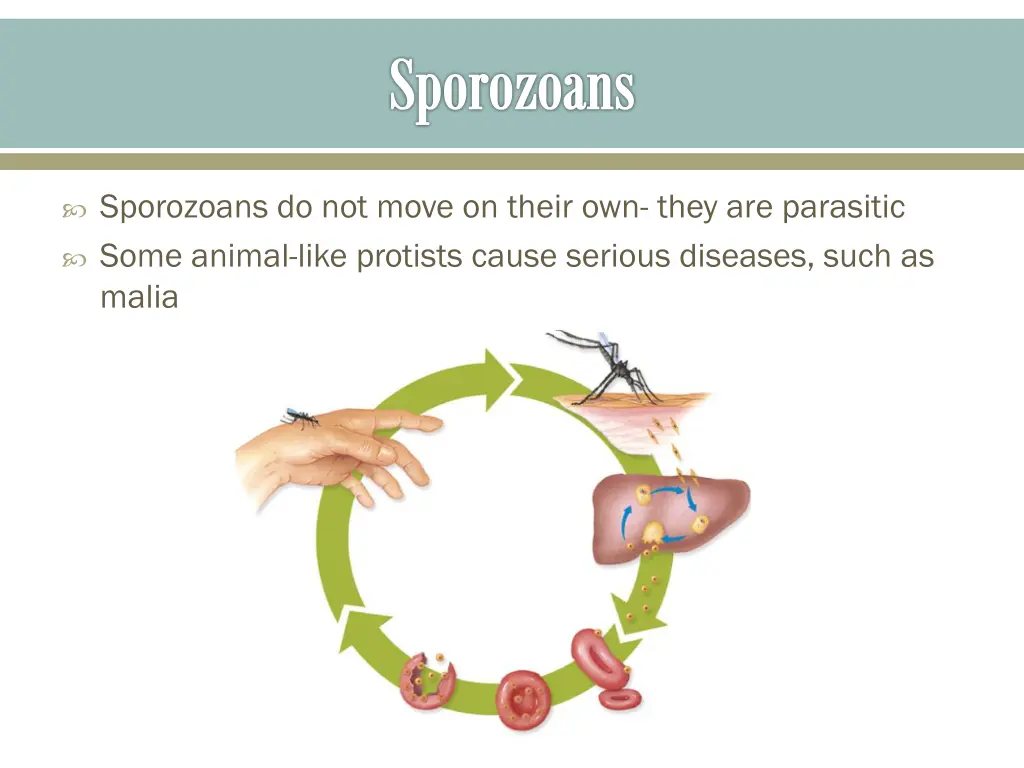 sporozoans