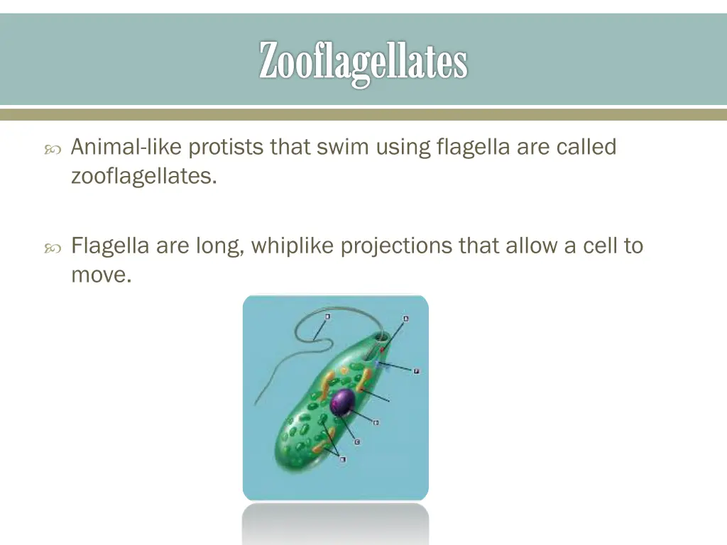 zooflagellates