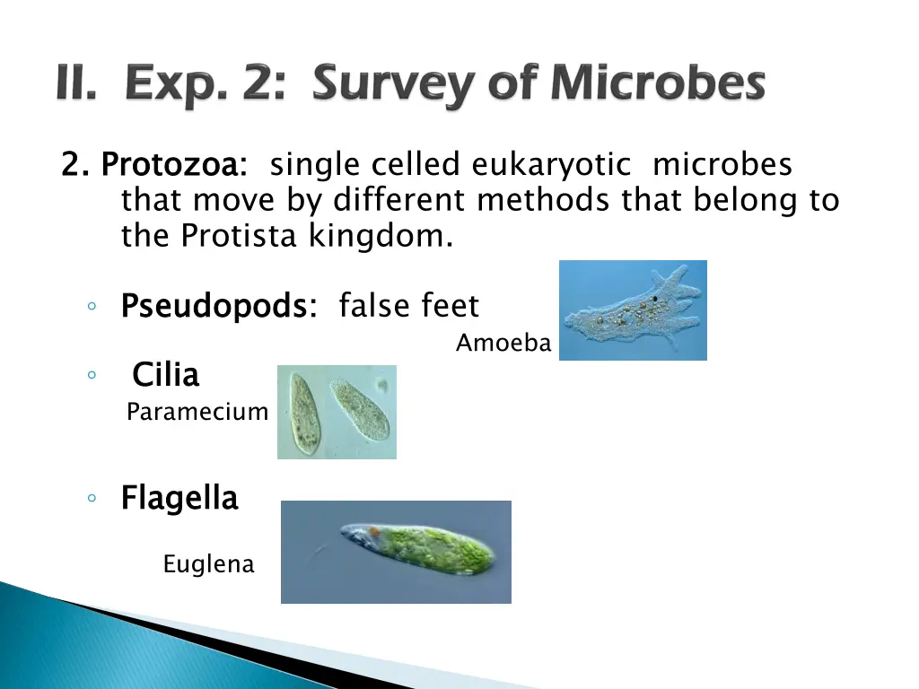 2 protozoa that move by different methods that