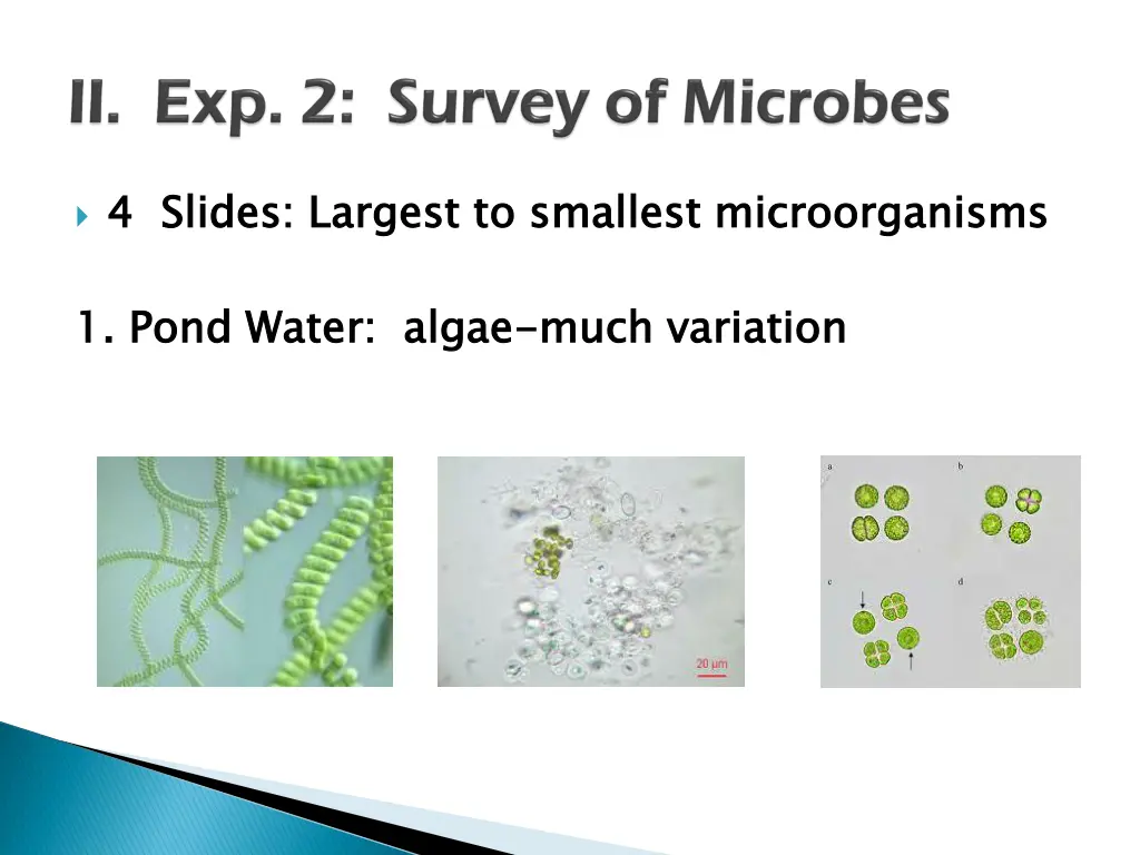 4 slides largest to smallest microorganisms