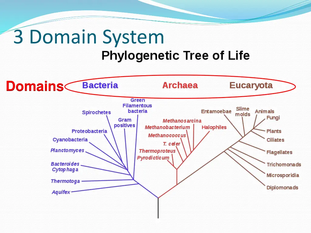 3 domain system