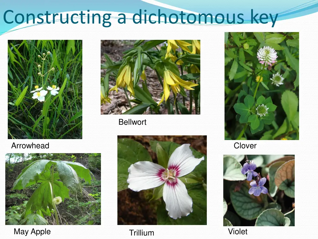 constructing a dichotomous key