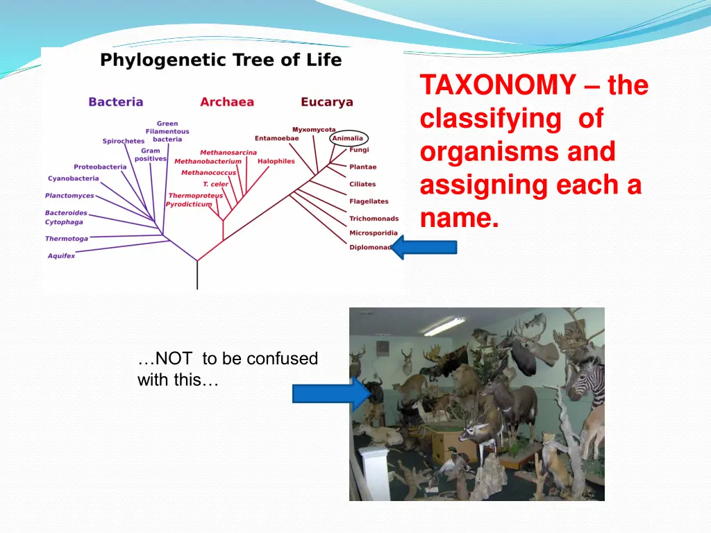 taxonomy the classifying of organisms