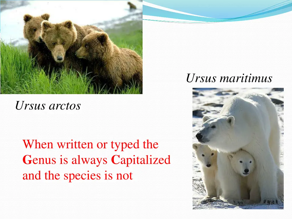 ursus maritimus