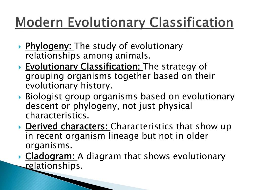 phylogeny relationships among animals