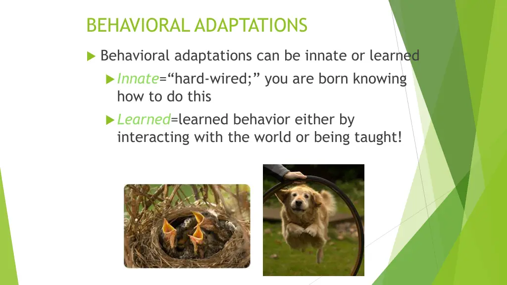 behavioral adaptations