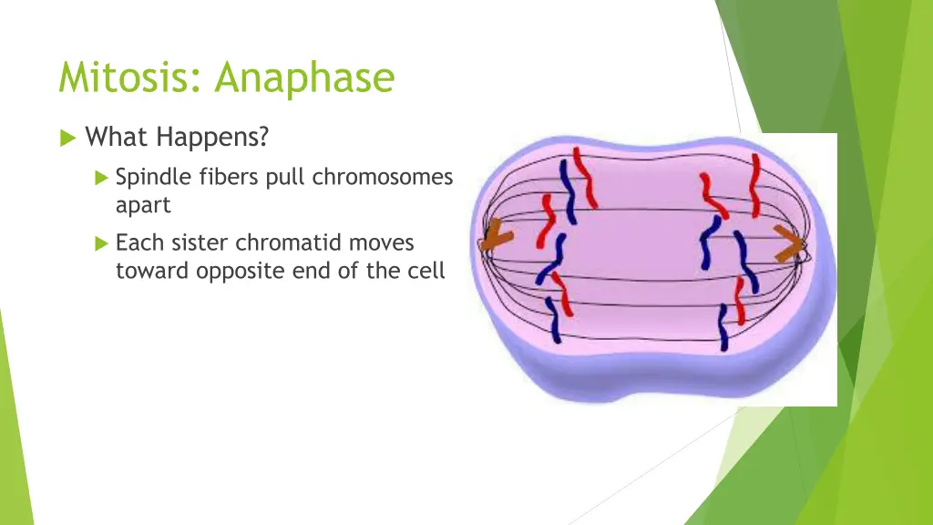 mitosis anaphase