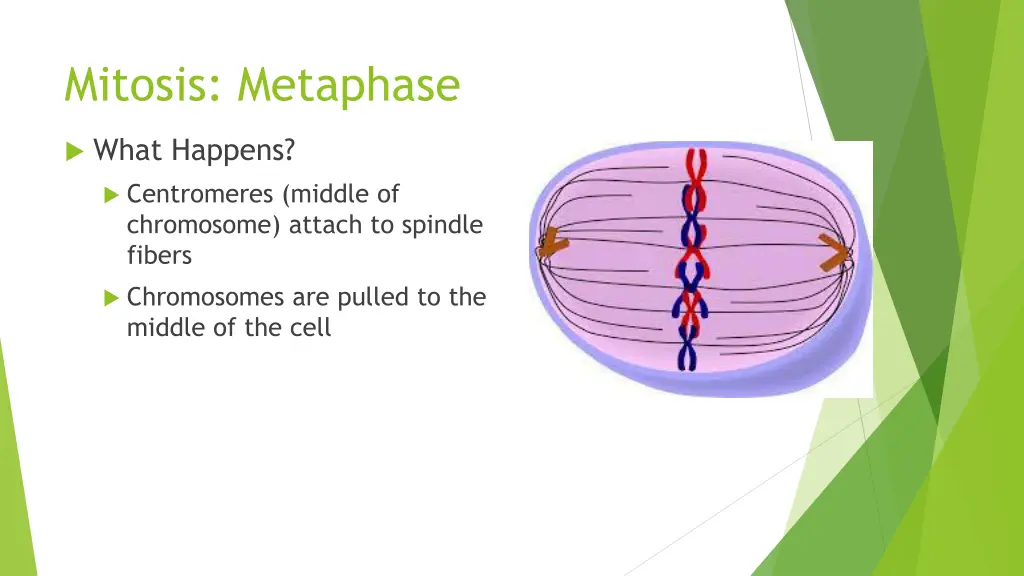 mitosis metaphase