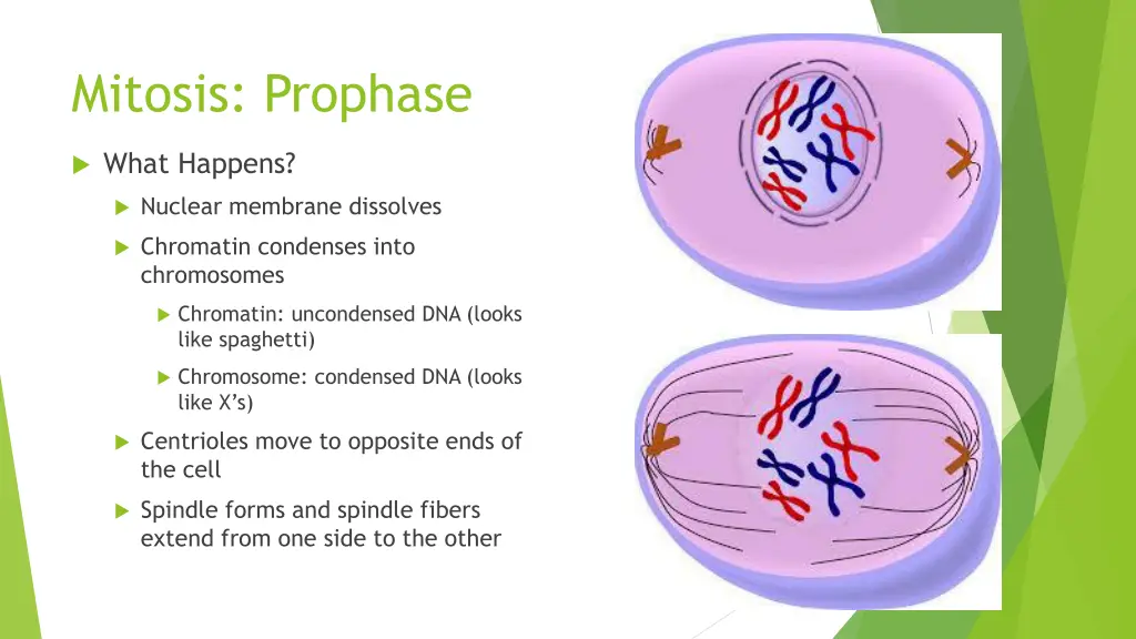 mitosis prophase