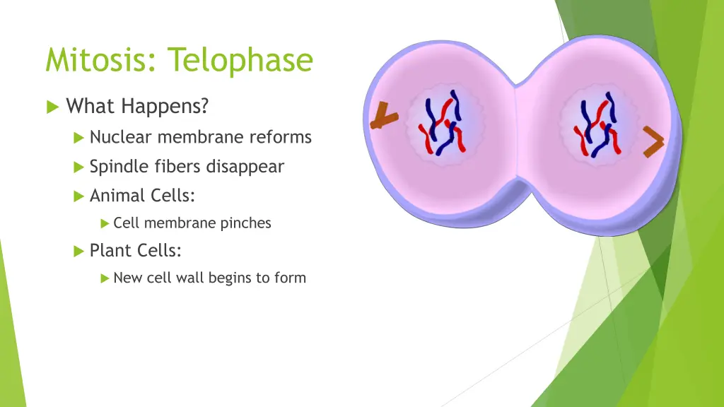 mitosis telophase