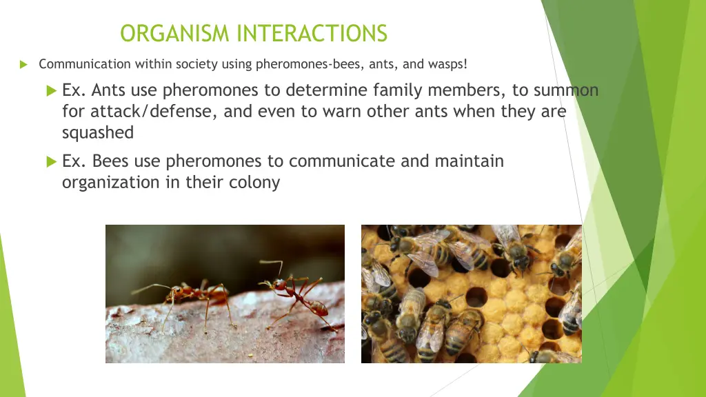 organism interactions