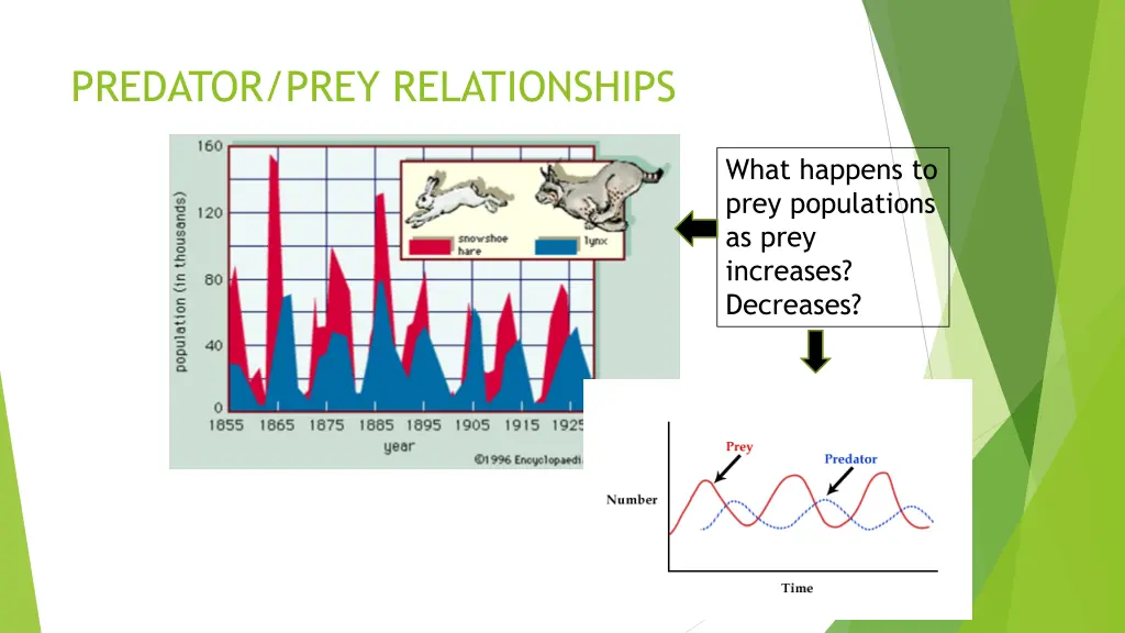 predator prey relationships