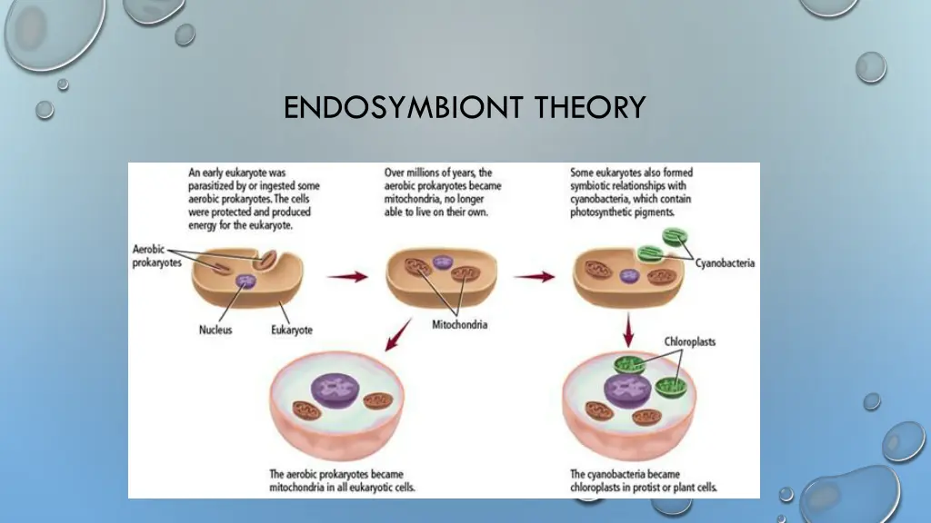 endosymbiont theory 1