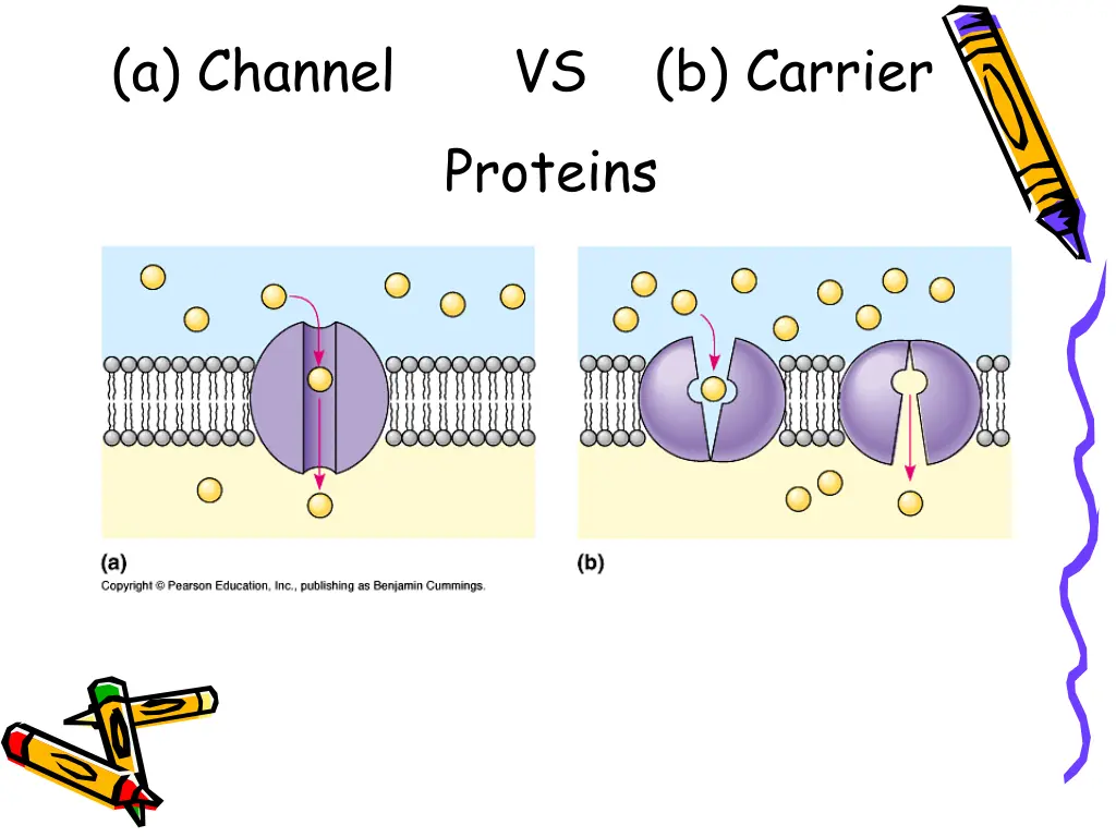 a channel vs b carrier proteins