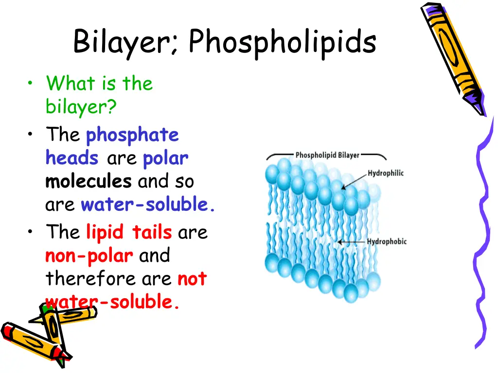 bilayer phospholipids what is the bilayer