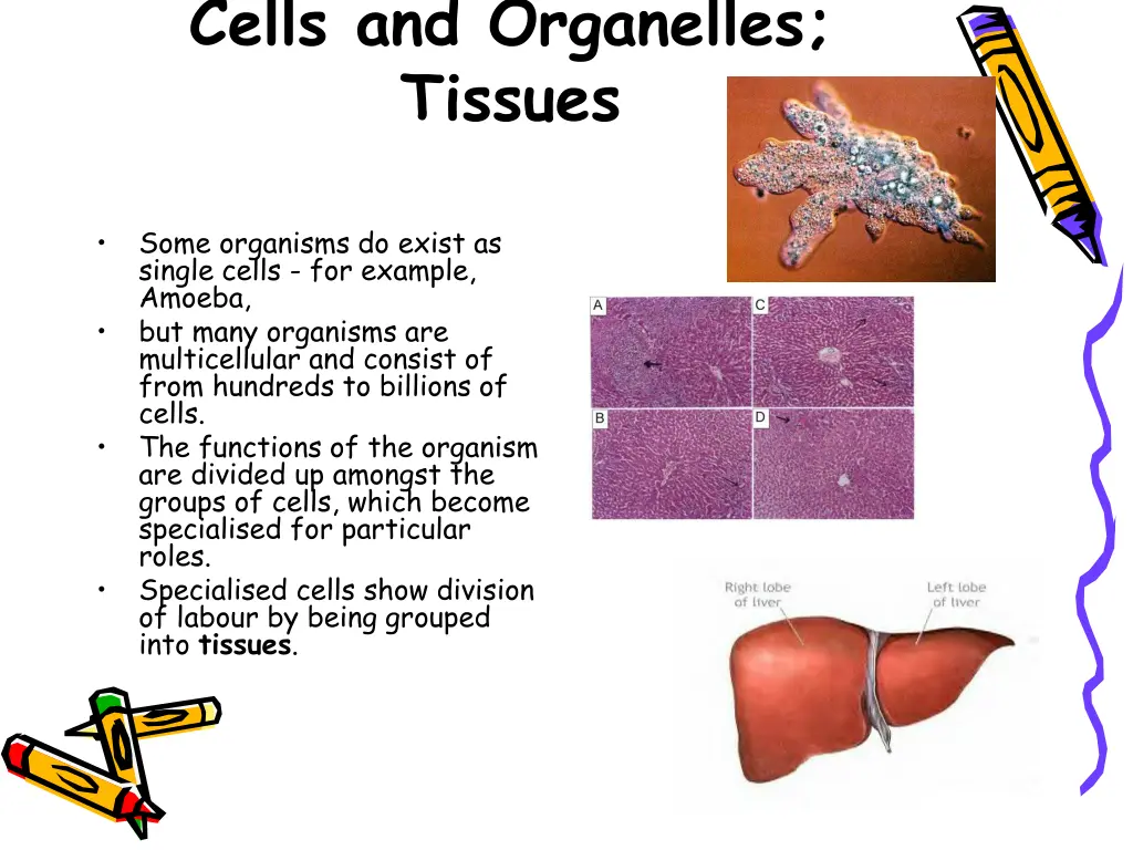 cells and organelles tissues