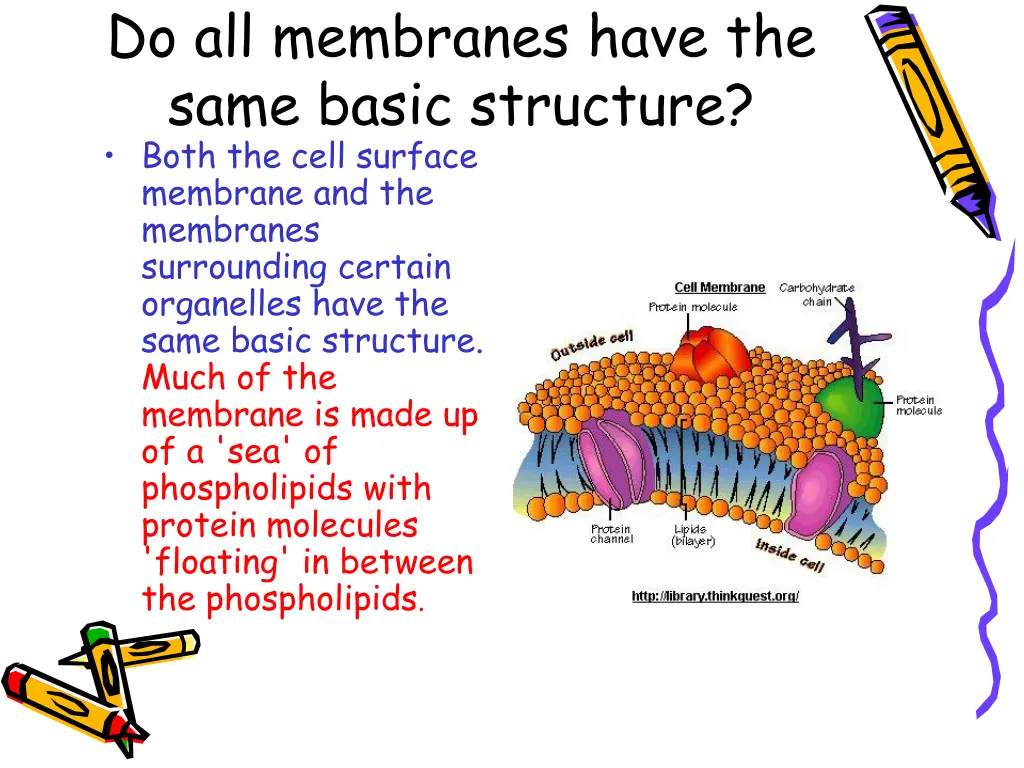 do all membranes have the same basic structure